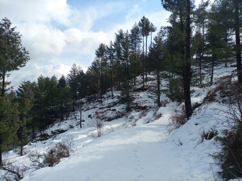 Tranquil snow-covered trail winding through pine trees on a winter day.