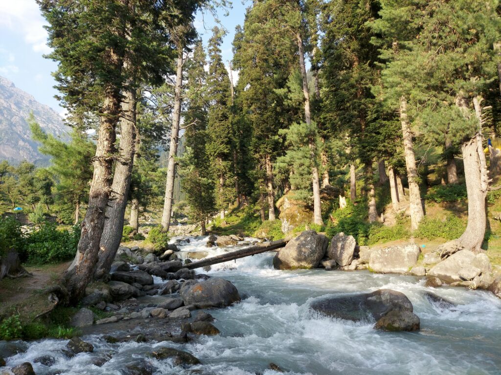 A tranquil forest stream surrounded by tall trees and rocks under a sunny sky.