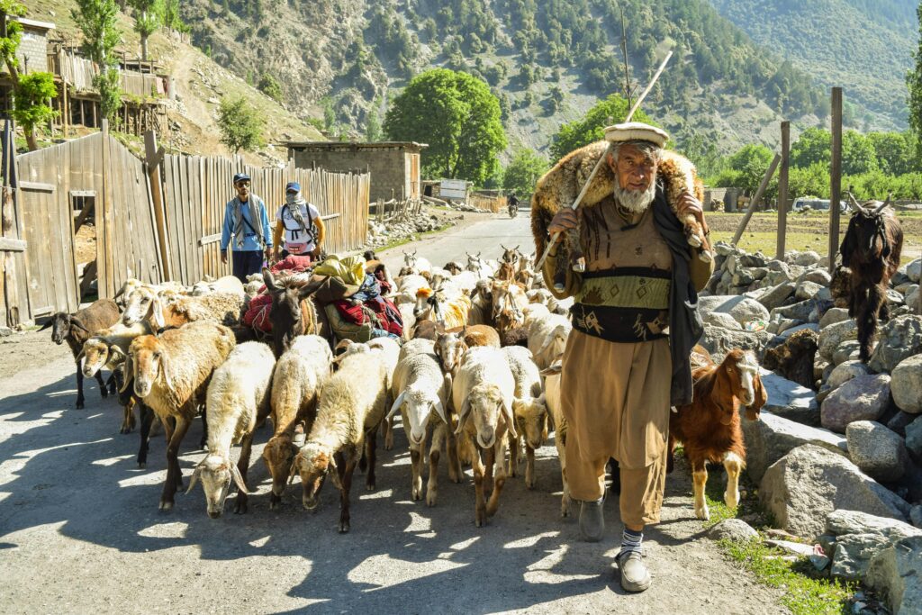 A shepherd guides a flock along a dirt path in scenic Kalam Valley, Pakistan.