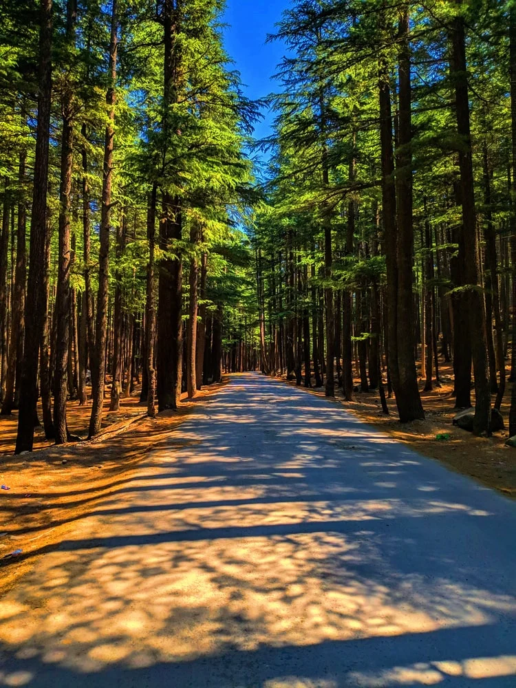 ushu forest a min